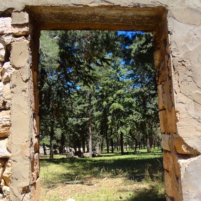 foresttreesgarden orchard beautifulnature discoverlebanon loves_lebanon