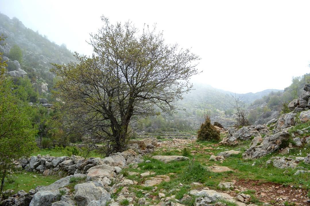 Forget not that the earth delights to feel your bare feet and the winds... (Tannurin At Tahta, Liban-Nord, Lebanon)