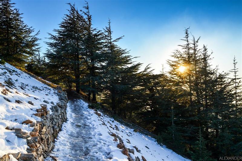 Fresh snowy evening | Barouk cedar reserve, Shouf Lebanon  liveloveshouf.... (Al Shouf Cedar Nature Reserve)