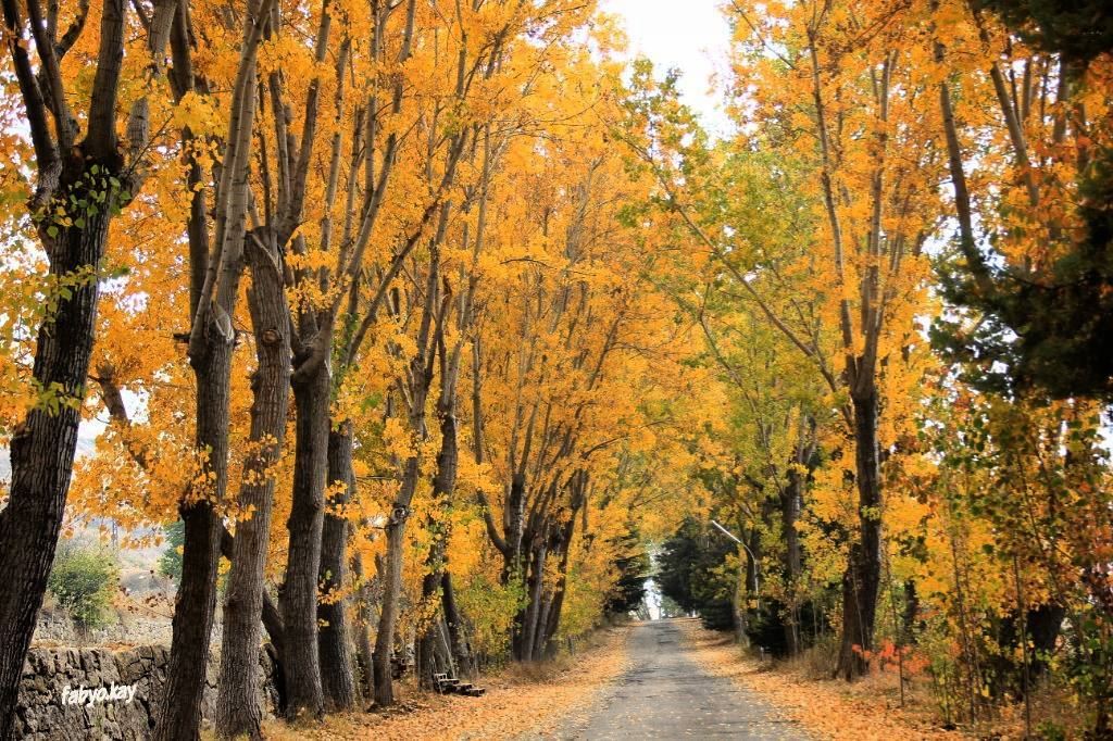  friday weekend nature naturelovers autumn trees NaturePhotography lebanon... (Laklouk)