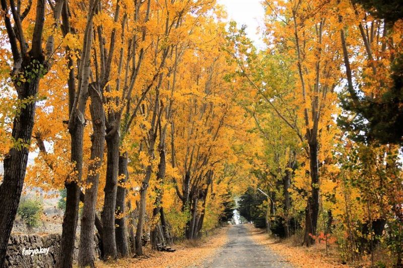  friday weekend nature naturelovers autumn trees NaturePhotography lebanon... (Laklouk)