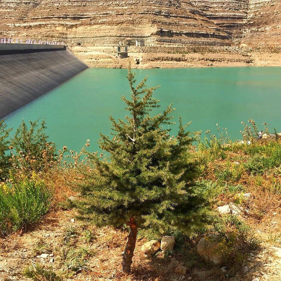 From little seeds grow mighty Trees 🌲🇱🇧 livelovechabrouh ... (Chabrouh-Faraya)