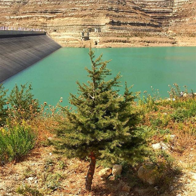 From little seeds grow mighty Trees 🌲🇱🇧 livelovechabrouh ... (Chabrouh-Faraya)