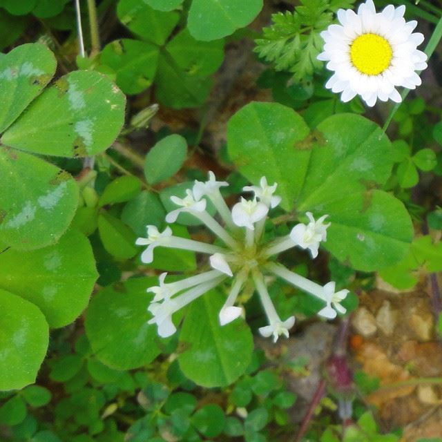 garden orchard flowers springspirit