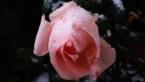  garden  rose  winter  snow  nature  camera  capture  picoftheday ...