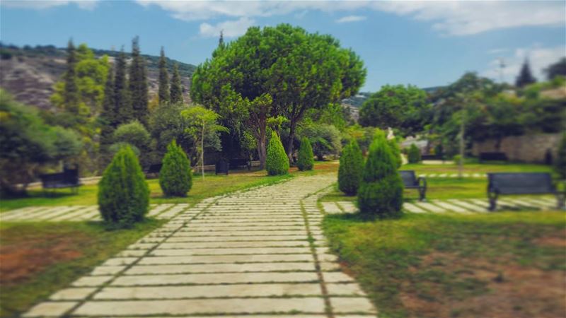 Gardening.  garden  lebanon  pine  trees  relax  beautiful  landscape ...