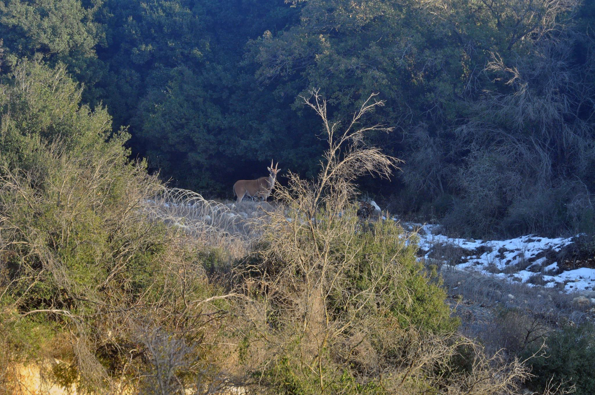 Gazelle or Antelopes on the borders of (Rmeich, South Lebanon)