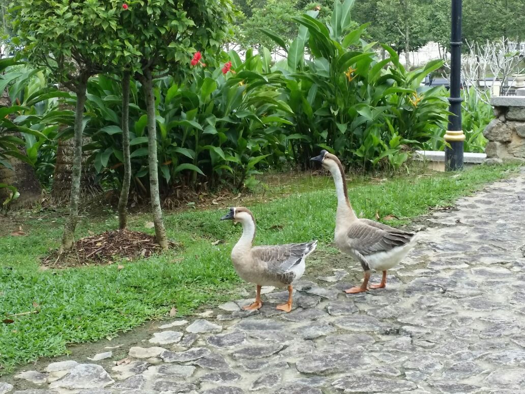 Geese are Very Nervous Neighbors