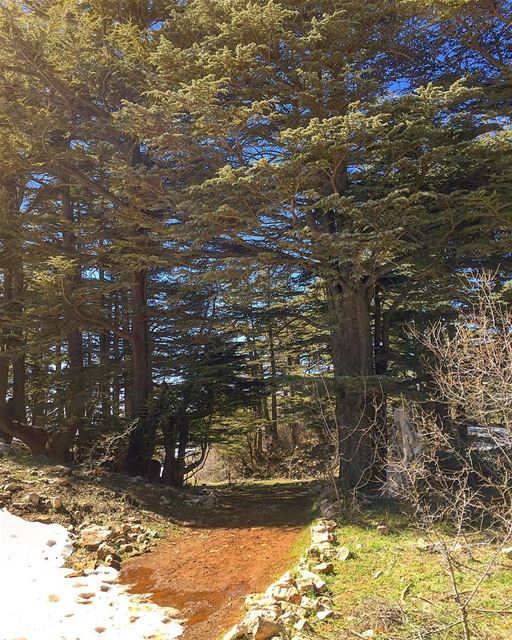 Get lost in the nature and you will find yourself 🌲🌳  livelovebeirut ... (Arz Tannourine)