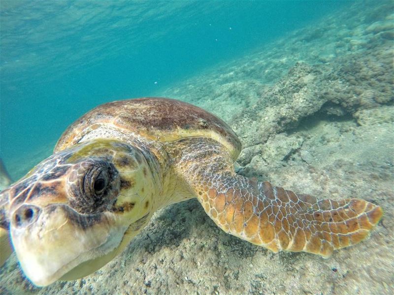 "Get out of my face" : 🐢... (صور جنوب لبنان)