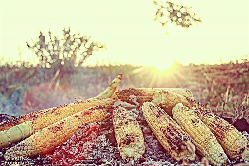 Get your 🌽Find the perfect spot, and voila!... (El Kaa, Béqaa, Lebanon)