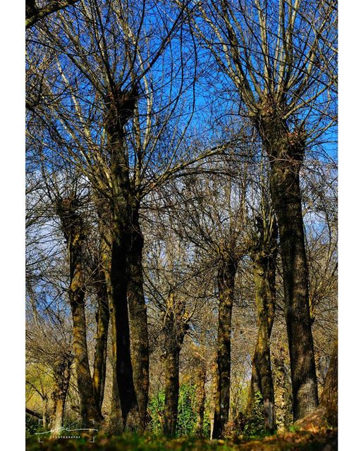 Giant trees touching thd blue sky.🌳 🌳 (Deïr Taanâyel, Béqaa, Lebanon)
