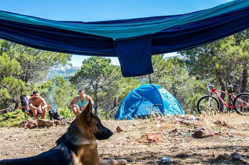 Go outside! 🐶⛺🌳..... dogs hammock tents camping camp bicycle bike... (Marj Biskinta, Mont-Liban, Lebanon)