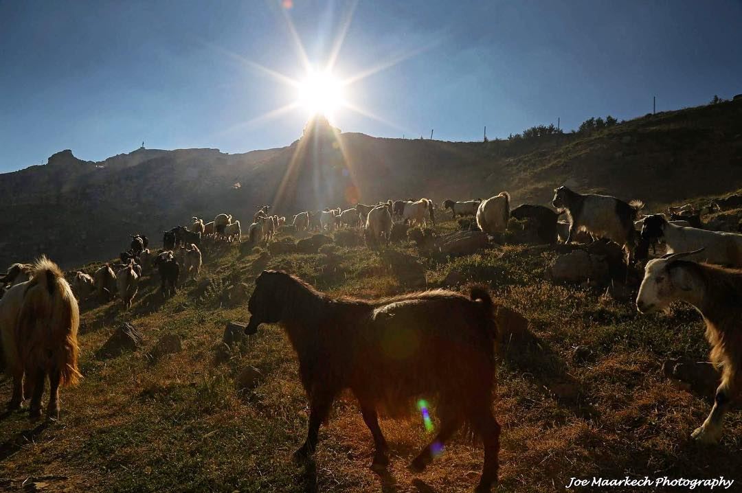 Goats🐐🐐 lebanon  laklouk  instanature  nature  sunset  instadaily ...