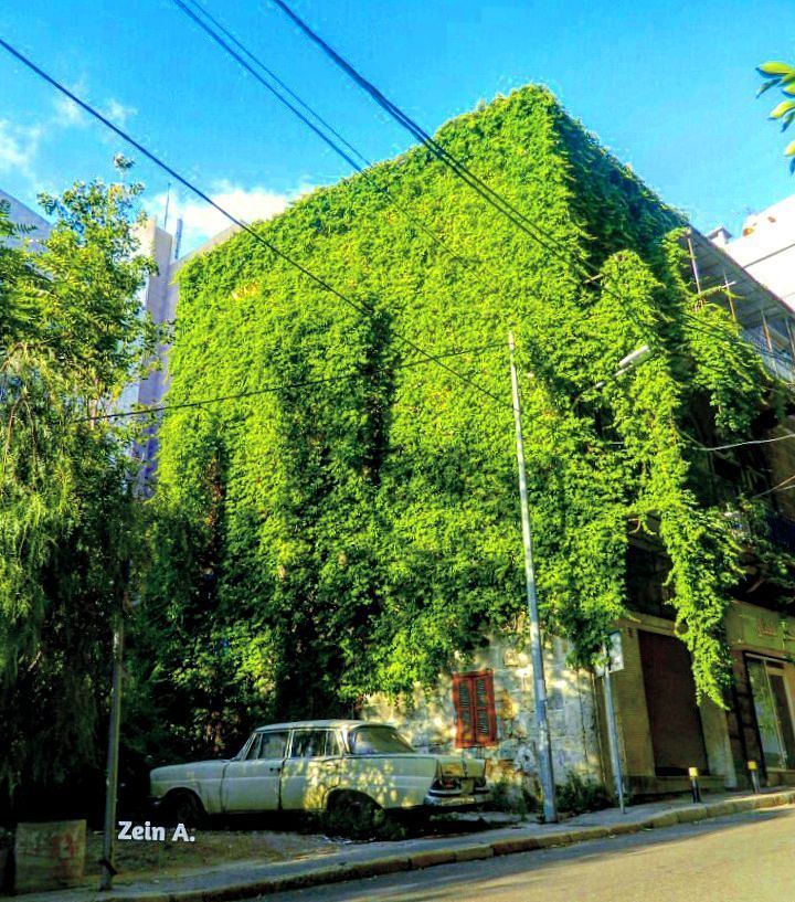  gogreen  green  old  building  bluesky  daylight  streetphotography ... (Tabaris)