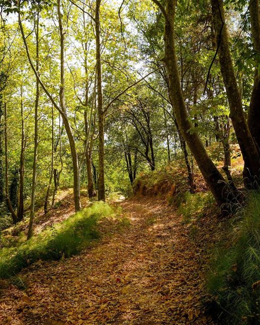 .Good evening dear friends! Found this beautiful forest on my way to Afka! (The Enchanted Forest)