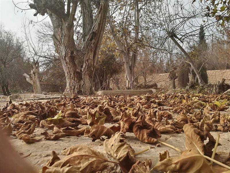 Good morning all!🍁Photo credits to @khazaalmouhamad hermel  hermel_city... (El Hermel, Béqaa, Lebanon)