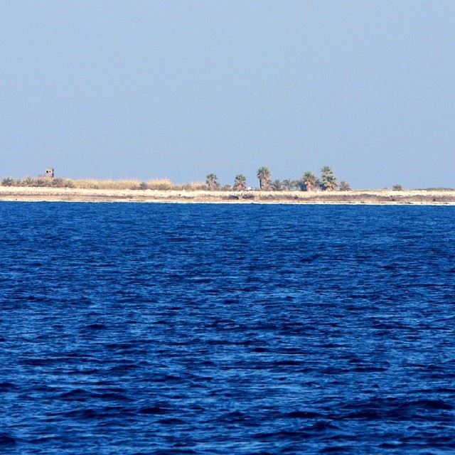 Good morning beautiful Tripoli!Rabbits/Palm island island  nature ...