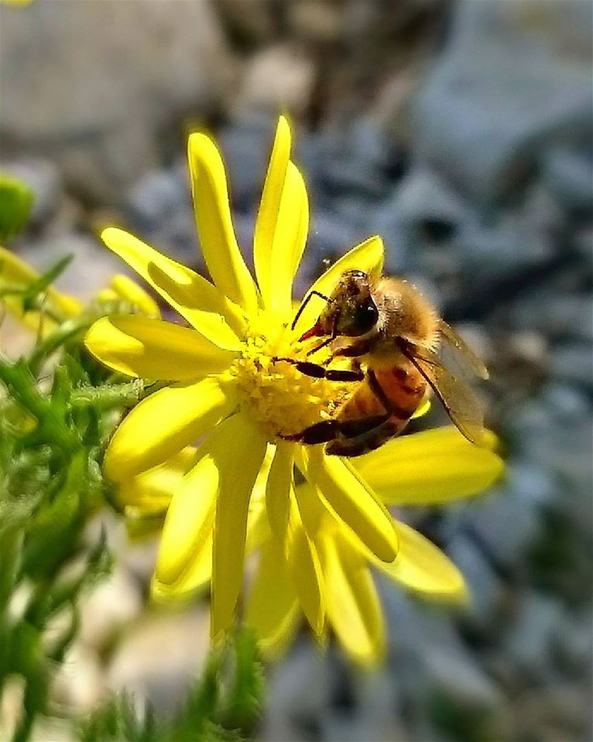 Good morning dear followers with this beautiful bee 🐝Photo taken by @pla (Tyre, Lebanon)