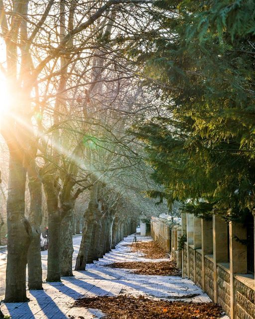 .Good morning dear friends from  Sawfar ! Amazing sunshine and trees!! 🍁� (Sawfar, Mont-Liban, Lebanon)