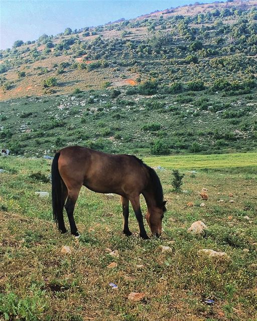 Good Morning from Aïn Ebel صباح الخير من عين ابل - جنوب لبنانPhoto taken... (Aïn Ebel, Al Janub, Lebanon)