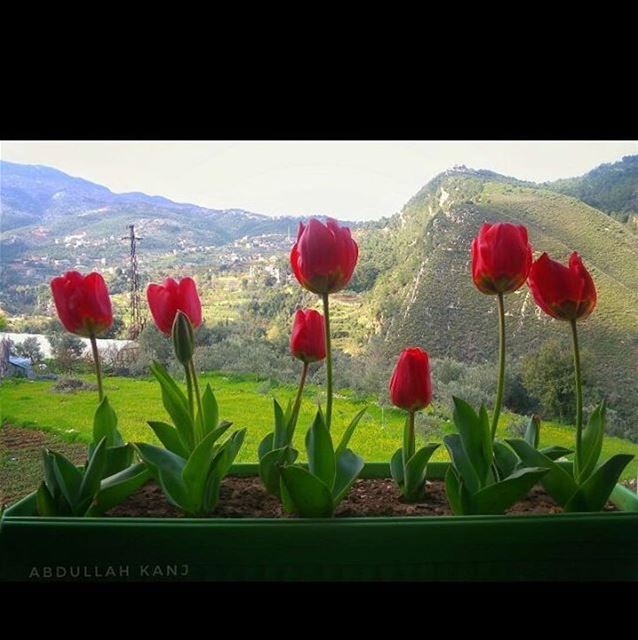 Good Morning from Akkar 😃صباح الخير من عكار - شمال لبنانPhoto taken by @ (`Akkar, Liban-Nord, Lebanon)