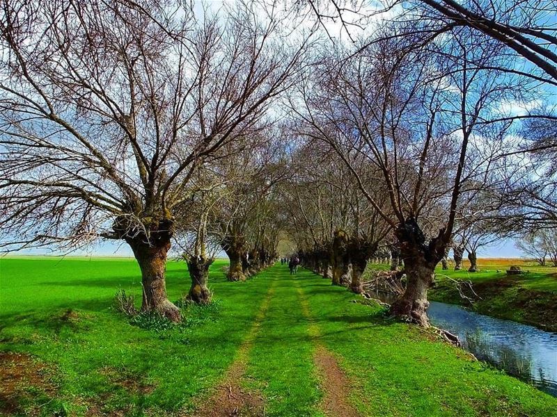 Good Morning from Ammiq - Bekaaصباح الخير من عميق - البقاعPhoto taken by... (`Ammiq, Béqaa, Lebanon)