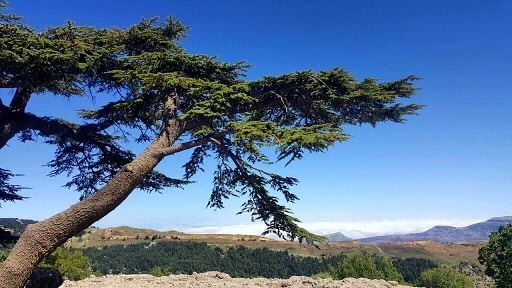 Good Morning from Arez Tannourine 😃صباح الخير من أرز تنورين Photo taken... (Arz Tannoûrîne)