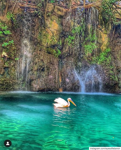 Good Morning from Baaklineصباح الخير من بعقلينCredits to @ifl85 ・・・... (Baakline, Mont-Liban, Lebanon)