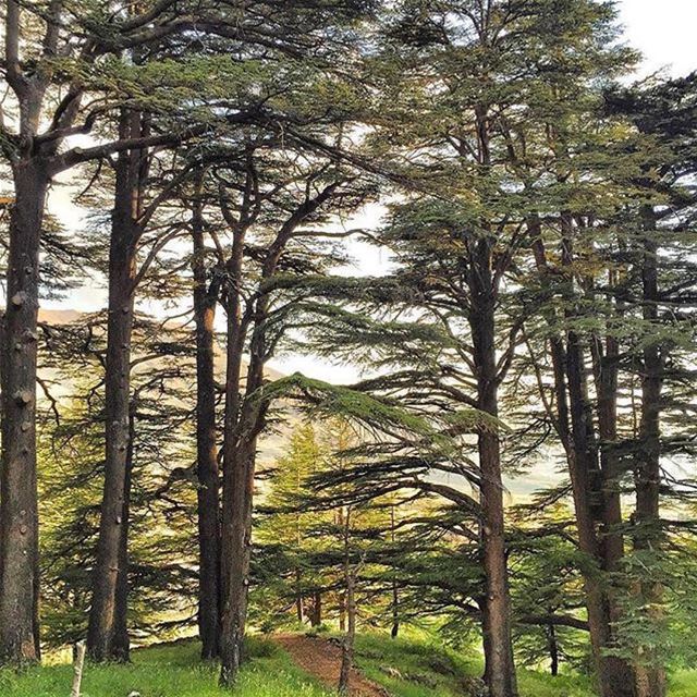 Good Morning from Cedars of Lebanonصباح الخير من الأرزPhoto taken by @pol (Cedars Lebanon)