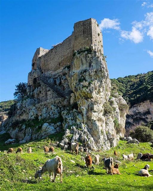 Good Morning from Hamat - Batrounصباح الخير من قلعة المسيلحة في حامات -الب (Qalaat el Mseïlha)