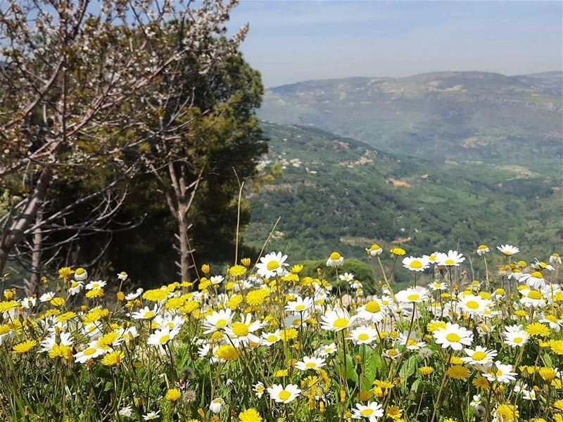 Good Morning from Jezzine صباح الخير من جزين - جنوب لبنانPhoto taken by @ (Jnoub-jezzin)