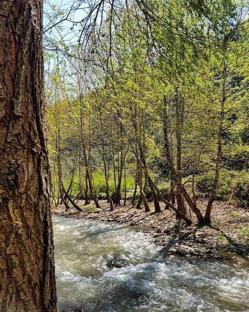 Good Morning from Nahr el TrinjePhoto taken by @eliasksaadeh 😃 lebanon ... (Nahr et Trinjé)