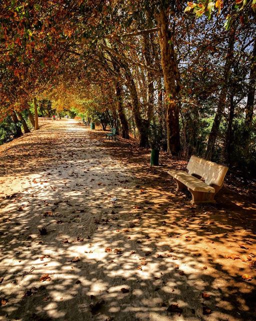 Good Morning from Taanayel Lakeصباح الخير من بحيرة تعنايل Photo taken by... (Taanayel Lake)