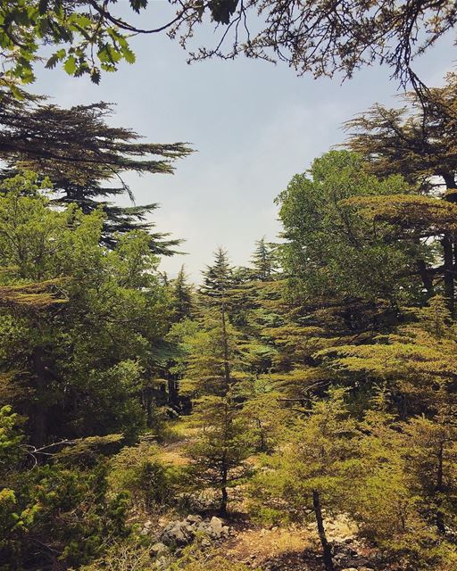 Good Morning from Tannourine - Batrounصباح الخير من غابة الأرز - تنورين... (Arz Tannoûrîne)