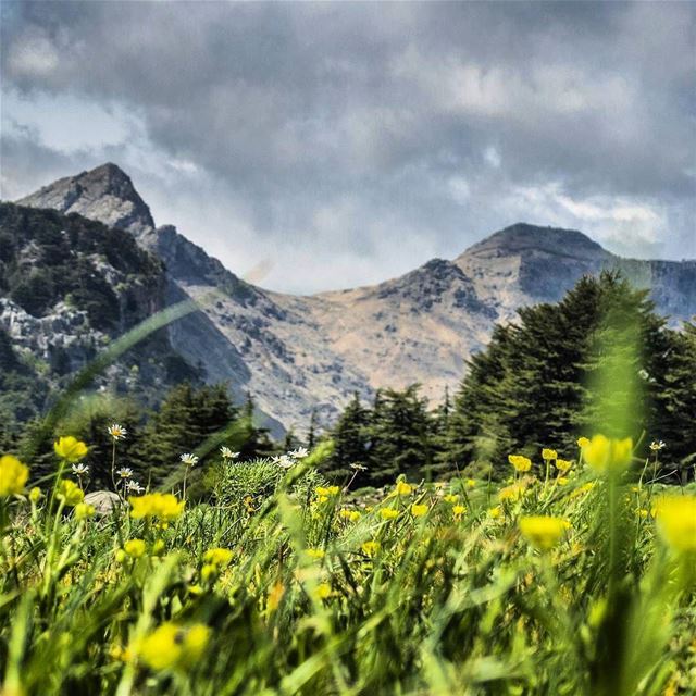 Good Morning from Tannourine صباح الخير من تنورين Photo taken by @elias.a (Tanourine)