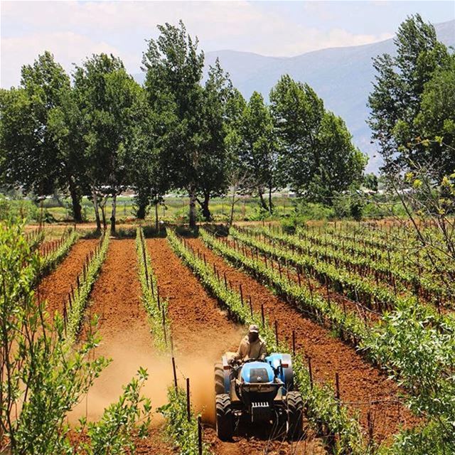 Good Morning from West Bekaaصباح الخير من البقاع Photo taken by @alidaher (West Bekaa)