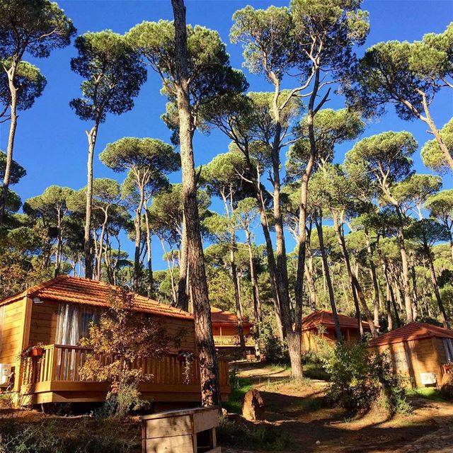 Good morning it's a beautiful day 🌞🌳 bkassine  mountainsoflebanon ... (La Maison de la Forêt)