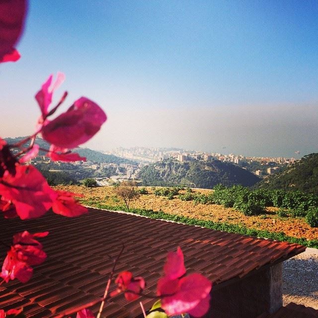 Good morning   live love Beirut Lebanon sun great weather flowers nature...