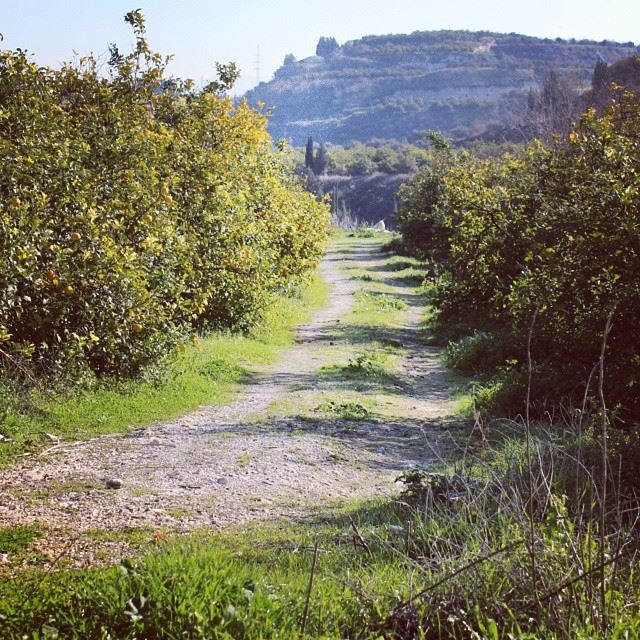 Good morning  nature  spring  road  trees  mountain  southlebanon  lebanon...