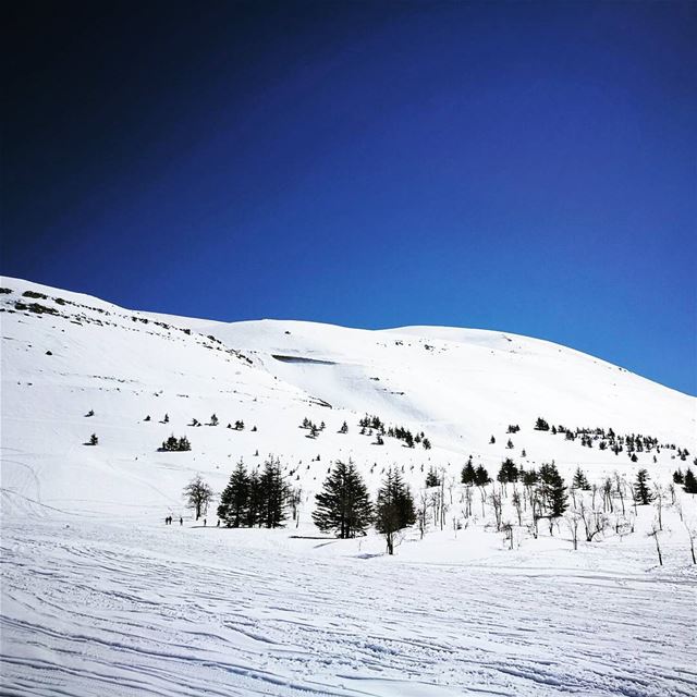 Good morning world ❄❄ (Cèdres de Dieu)