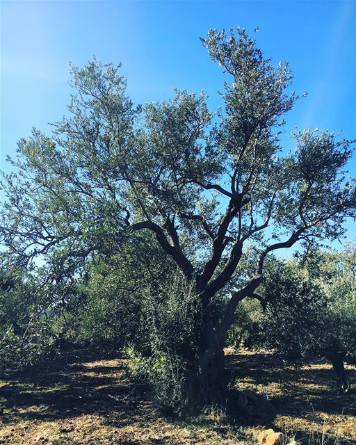  goodmorning  lebanon  nature  olive 🌿🌳🌿 (البساتين - الجبل)