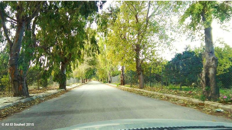  goodmorning  trees  perspective  south_lebanon  southlebanon  lebanon ... (Bédiâs, Al Janub, Lebanon)