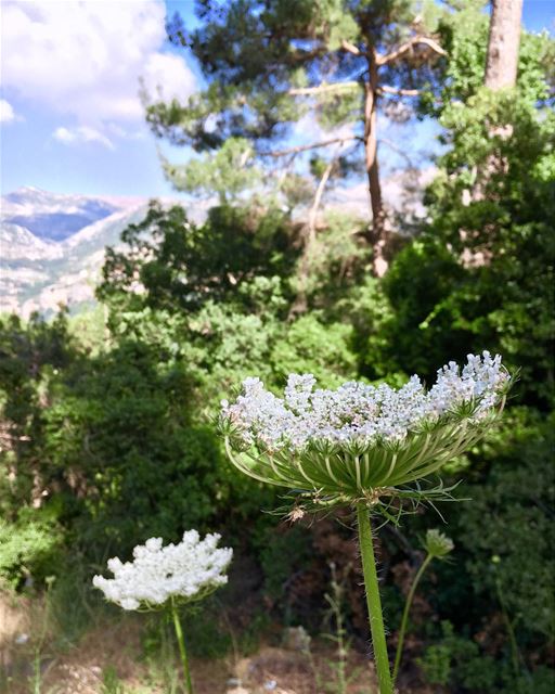 Gorgeous Lebanon 🇱🇧 (La Maison de la Forêt)