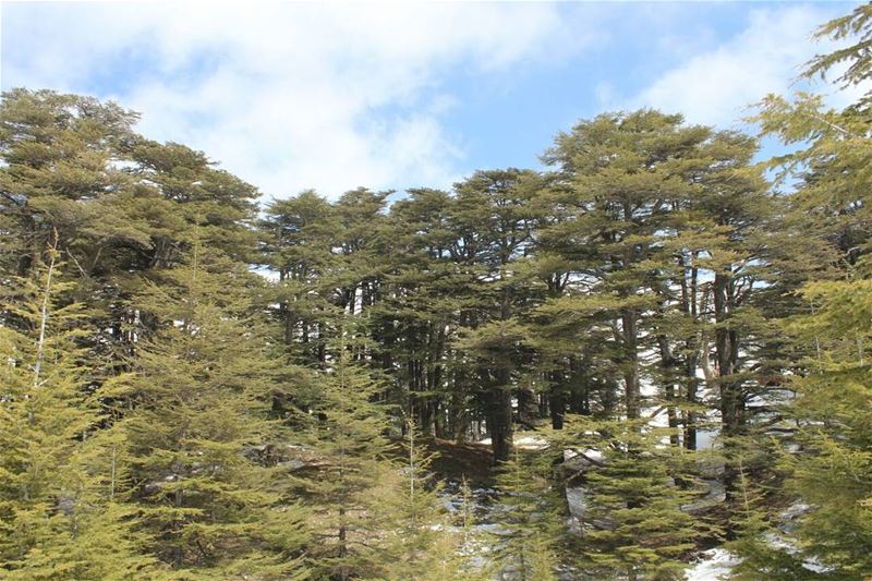 Green is the prime color of the world, and that from which its loveliness... (Cedars of God)