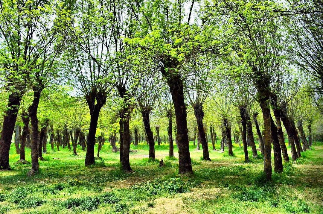 Green........ lebanon  beirut  vscocam  beautifuldestinations ... (Beirut, Lebanon)