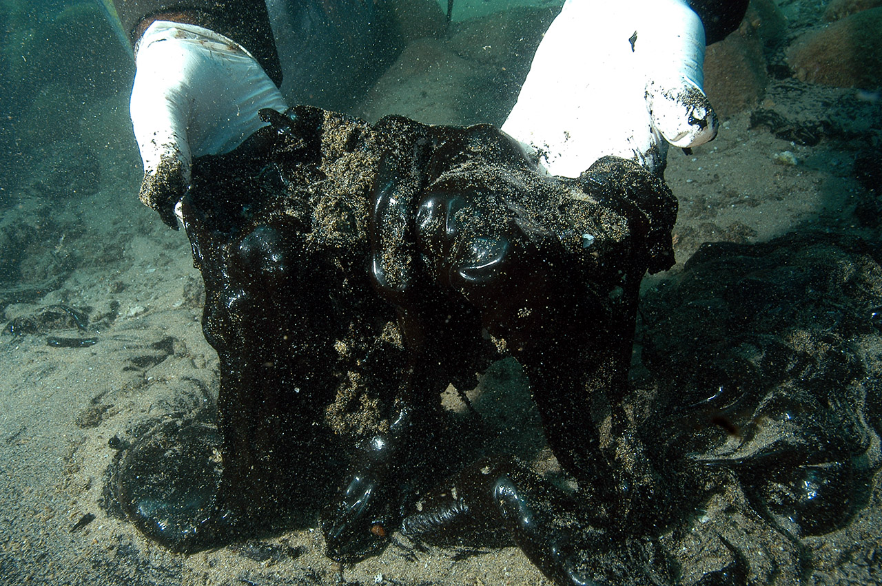 Greenpeace Cleaning the Sea After the War