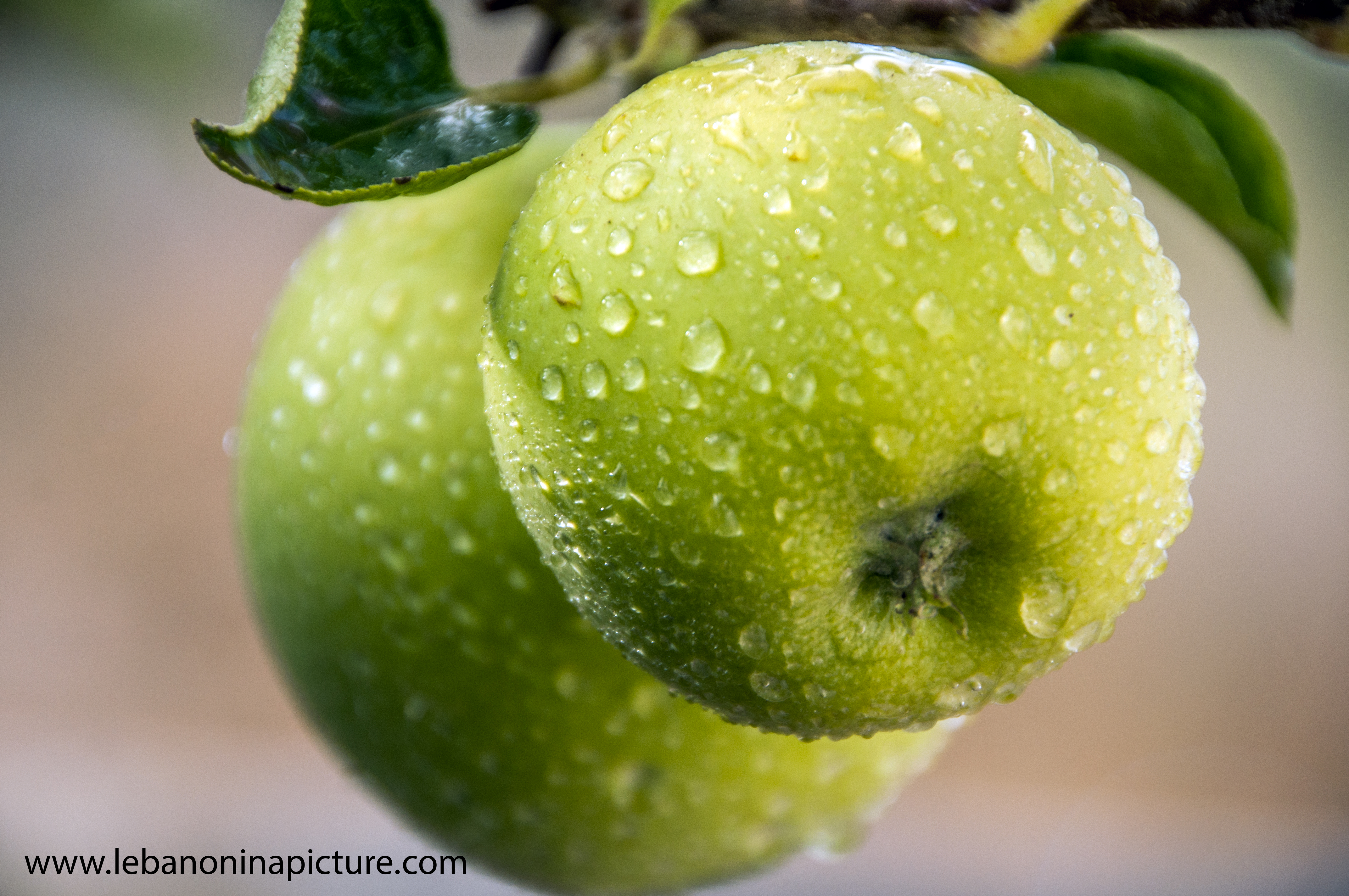 Green Apples