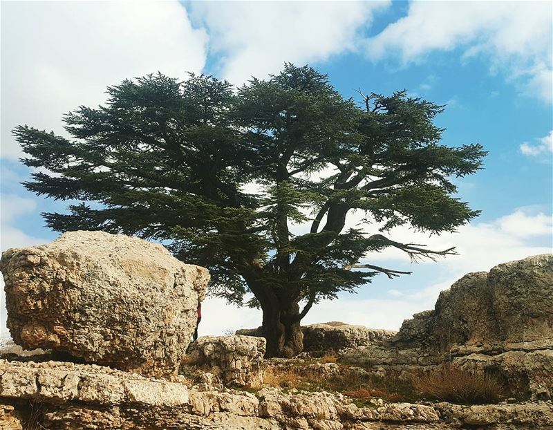 "Grow like a cedar in Lebanon" cedar tannourine hikingadventure hikingday... (Arz Tannoûrîne)