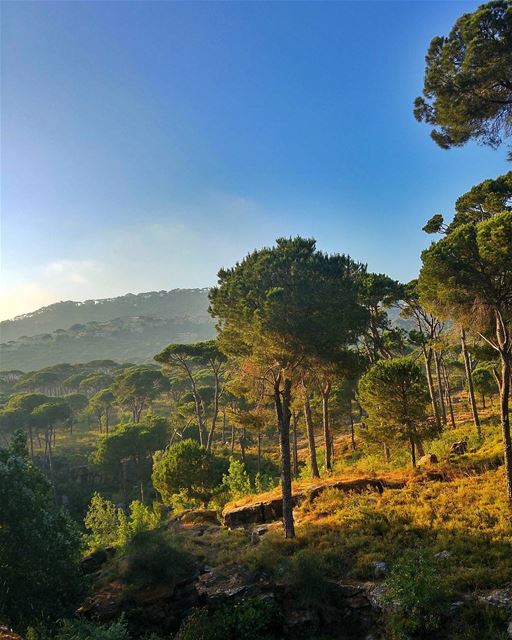 Hammana's pine trees😍 lebanon  nature  naturelovers  natureporn ... (Hammana)
